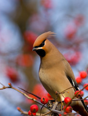 Poster - Bombycilla garrulus, Waxwing