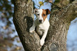 jack russel terrier grimpé entre deux troncs d'arbre