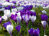 KrokusWiese