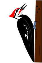 A Pileated Woodpecker On A Tree