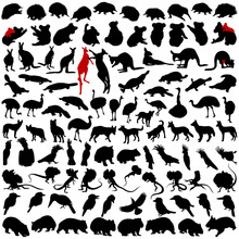 Hundred Silhouettes Of Wild Rare Animals From Australia