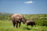 Fototapeta Sawanna - Elefanten