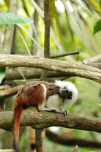Cotton Top Tamarin Monkey