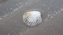 White Shell In Sand