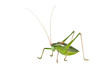Green female bush-cricket ( long horned grasshopper)