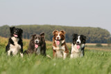 Fototapeta  - quatre chiens border collie assis de face dans champ vert