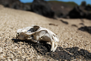 Wiew of marmot skull