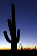 Clear sky saguaro sunset vertical