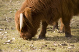 Fototapeta Sawanna - Schottisches Rind aus den Highlands
