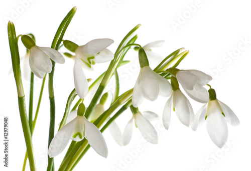 Plakat kwiat przebiśnieg na białym tle
