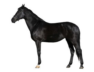 black horse on white background