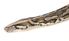 Indian Python