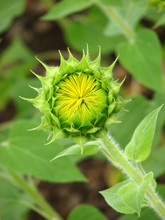 Beautiful Sunflower Bud