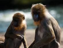 Colorful Mandrills