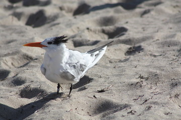 Canvas Print - a royal tern on the sand