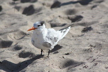 Sticker - a royal tern on the sand