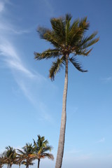 Wall Mural - a coconut tree at the beach