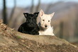 contraste de deux chiots scottish terrier de face noir + blanc