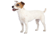 Jack Russell Terrier Standing