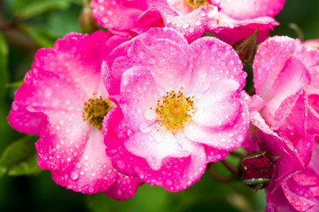 Wall Mural - close-up of pink rose with water drops