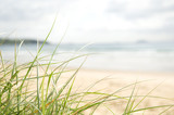 Fototapeta Sypialnia - Beach grass