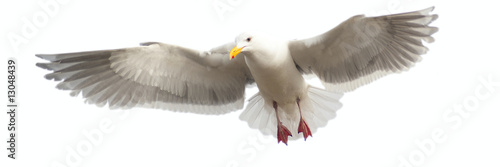 Fotografía Panoramic image of a seagull in flight, isloated