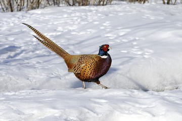 Wall Mural - common pheasant portrait