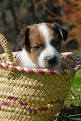 Canvas Print - chiot jack russel terrier