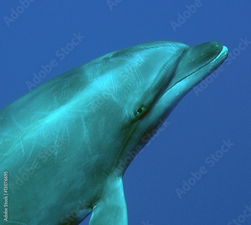 Board z aluminiowym obramowaniem Delfin