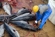 Japanese fishing ship crew cleaning Bluefin tunas
