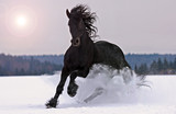 Fototapeta Konie - Frisian horse on snow