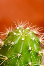 Green Cactus With Sharp Thorns