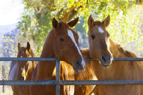 Fényképezés Horses in the pasture on a ranch