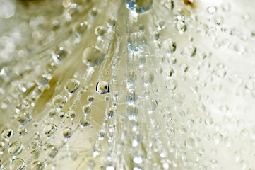 Wall Mural - Dewdrop Crystals