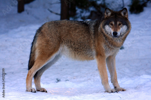 Obraz na płótnie canvas dwuczęściowy "dyptyk" Wolf w Szwecji
