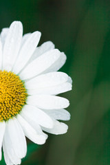 Wall Mural - white chamomile on green field