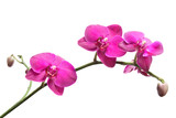 Fototapeta Storczyk - pink orchid  isolated on white