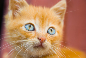 Fluffy red kitten