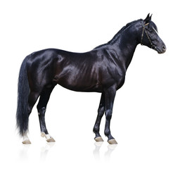 Wall Mural - Trakehner black stallion - horse form