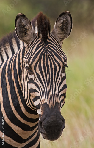 Obraz na płótnie canvas Zebra