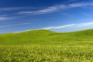Wall Mural - Green Meadow