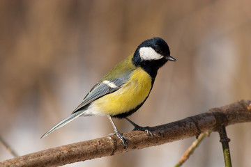 Wall Mural - Parus major, Great Tit