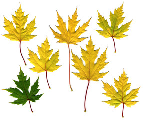 Wall Mural - many different autumn leaves