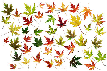 many different autumn leaves