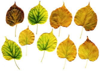 Wall Mural - many different autumn leaves isolated on white
