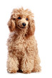 Apricot poodle puppy on white background