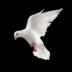 dove in flight