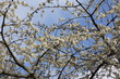 branches de cerisier