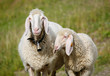 2 Schafe