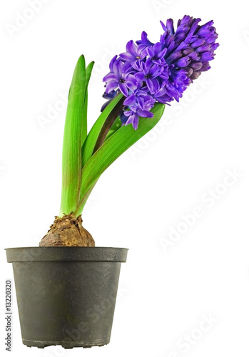 Tapeta ścienna Izolowany hyacinthus